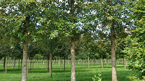 Populus trichocarpa