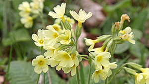 Primula veris