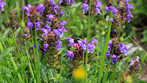 Prunella grandiflora