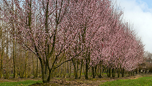 Prunus cerasifera