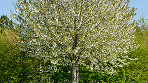 Prunus cerasus