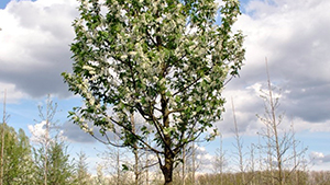 Prunus padus 'Albertii'