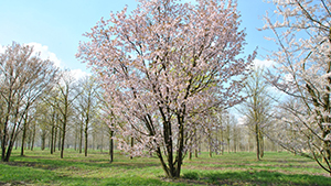 Prunus sargentii