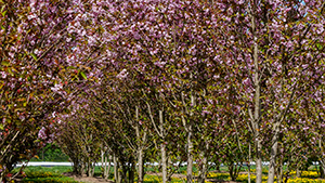 Prunus serrulata 'Sunset Boulevard'