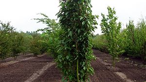 Prunus serrulata 'Amanogawa'