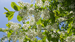 Prunus padus