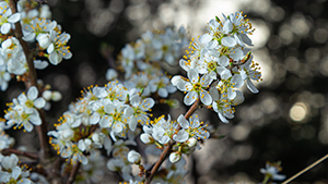 Prunus spinosa