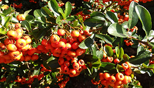 Pyracantha coccinea 'Red Cushion'