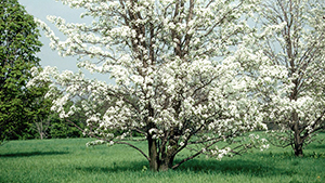 Pyrus calleryana