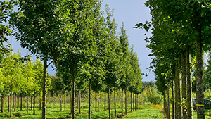 Pyrus calleryana 'Chanticleer'