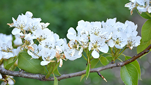 Pyrus calleryana 'Capital'