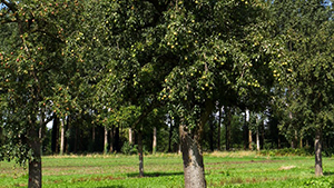 Pyrus communis