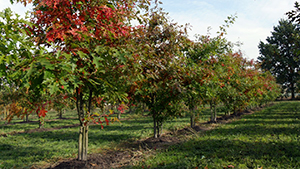 Quercus palustris