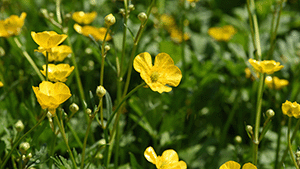 Ranunculus acris