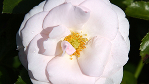 Rosa 'Aspirin Rose'