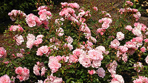 Rosa 'Bonica'