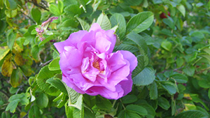 Rosa 'Foxi Pavement'