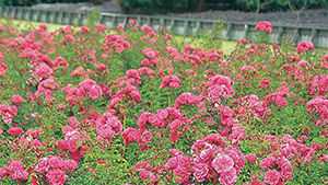 Rosa 'Heidetraum'