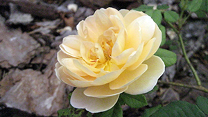 Rosa 'Jazz'