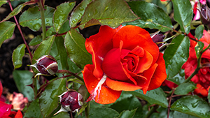 Rosa 'Matador'