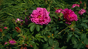 Rosa 'Pierette Pavement'