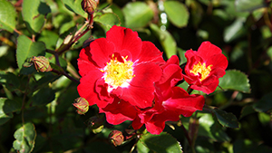 Rosa 'Red Meidiland'