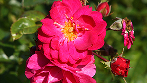 Rosa 'Riant'