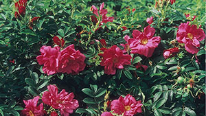 Rosa 'Scarlet Pavement'