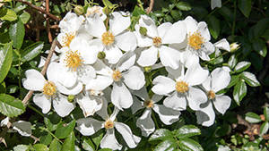 Rosa 'White Decumba'