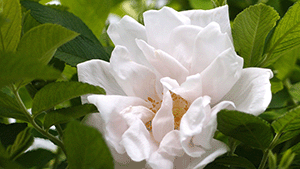 Rosa 'White Pavement'