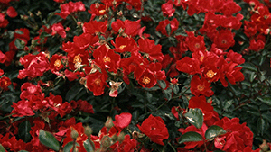Rosa 'Alcantara'