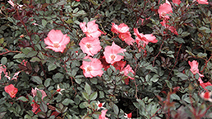 Rosa 'Amstelveen'