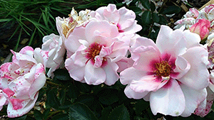 Rosa 'Angel Eyes'