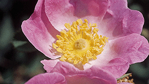 Rosa 'Bourgogne'