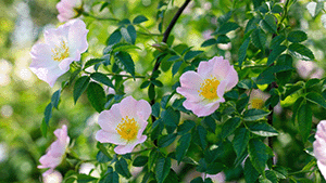 Rosa canina 