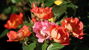 Rosa 'Coco'