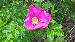 Rosa 'Dagmar Hastrup'