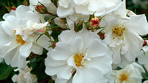 Rosa P 'Diamant'