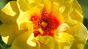 Rosa 'Eyeconic'