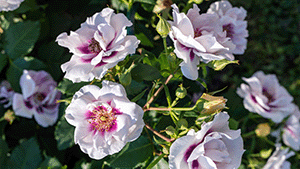 Rosa 'Eyes for you'