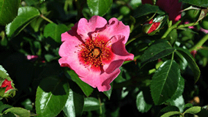 Rosa 'Eyes on me'