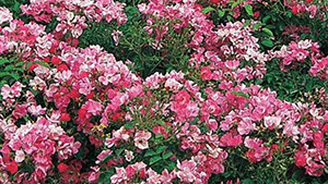 Rosa 'Floriade 2002'