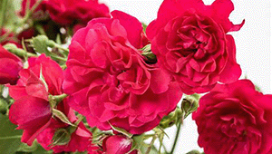 Rosa (H) 'Gartnerfreude'