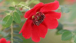 Rosa 'Geranium'