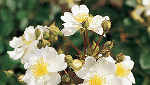 Rosa 'Golf'