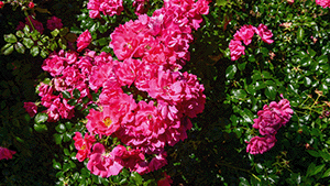 Rosa 'Heidetraum'