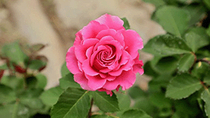 Rosa 'Immensee'
