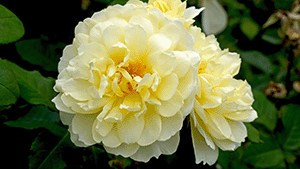 Rosa 'Imogen'