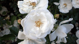 Rosa 'Innocentia'
