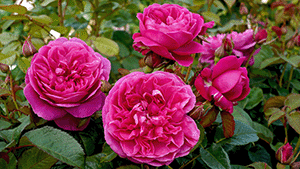 Rosa 'James L. Austin'